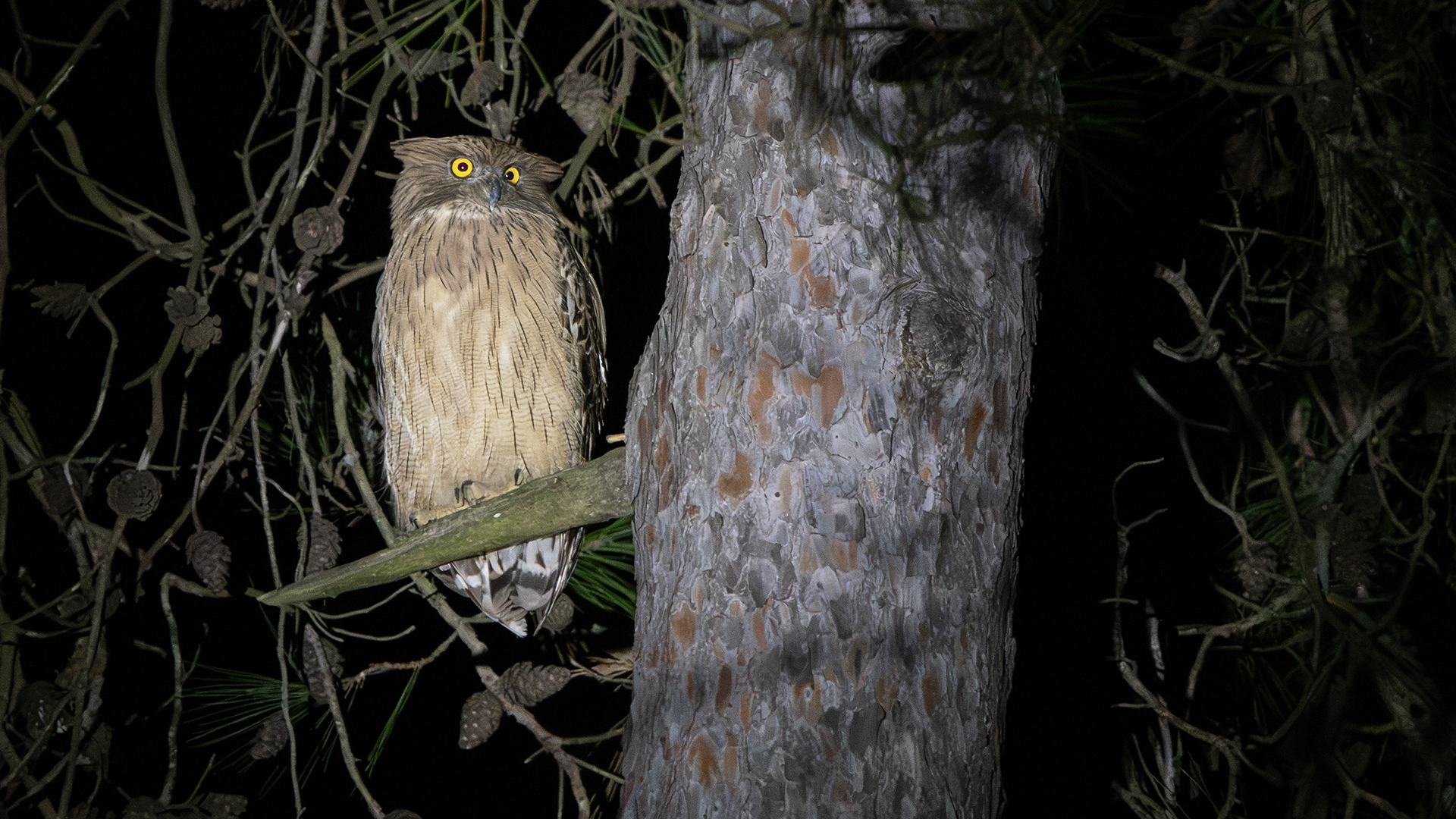 Brown Fish-Owl